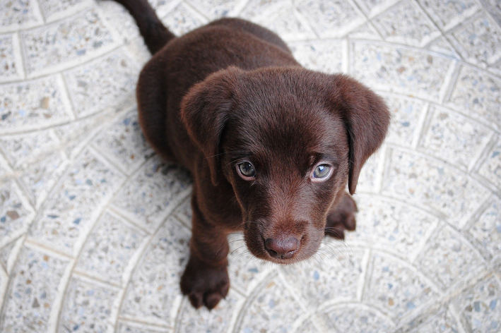 cachorro pode comer pimentão