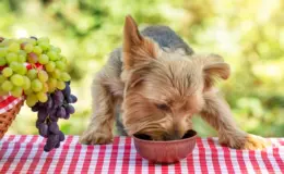 cachorro não pode comer uva