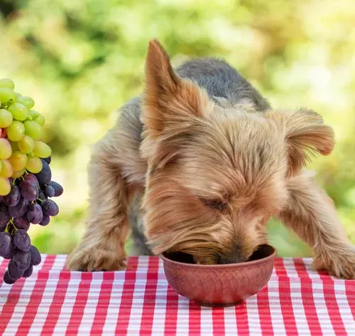 cachorro não pode comer uva