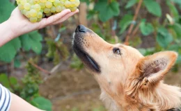 cachorro tentando comer uva