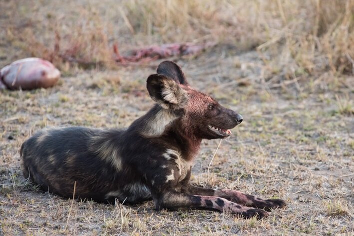 cachoror selvagem africano