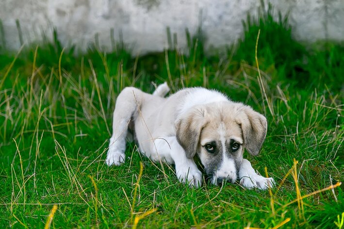 cachorro vomitando verde