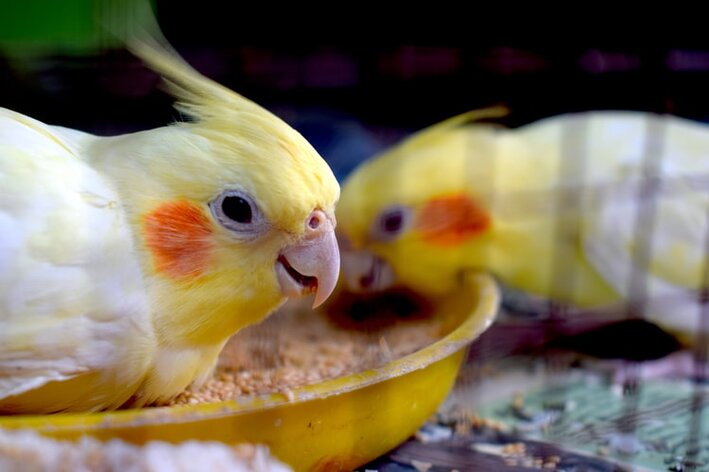 calopsita pode comer ovo