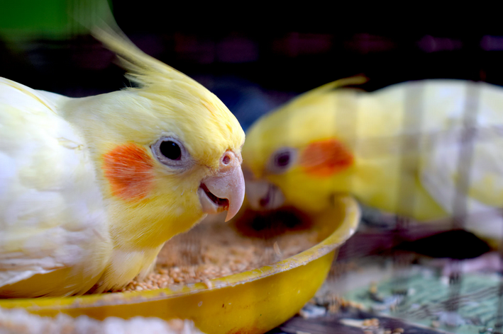 Calopsitas comendo dentro gaiola