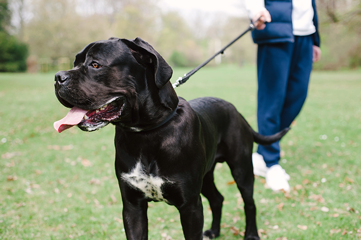 raça de cachorro italiano Cane Corso