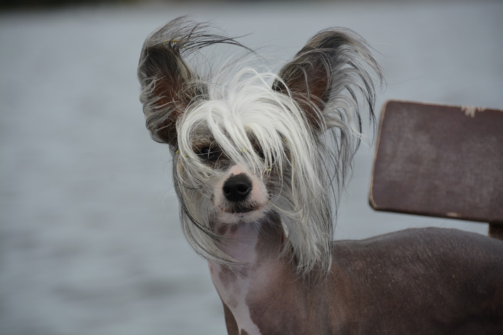 cão-de-crista-chinês