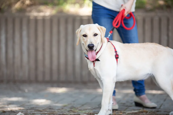 cão-guia auxiliando o tutor