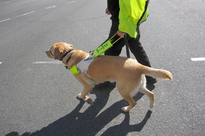 cão guia ao lado esquerdo do tutor com deficiência