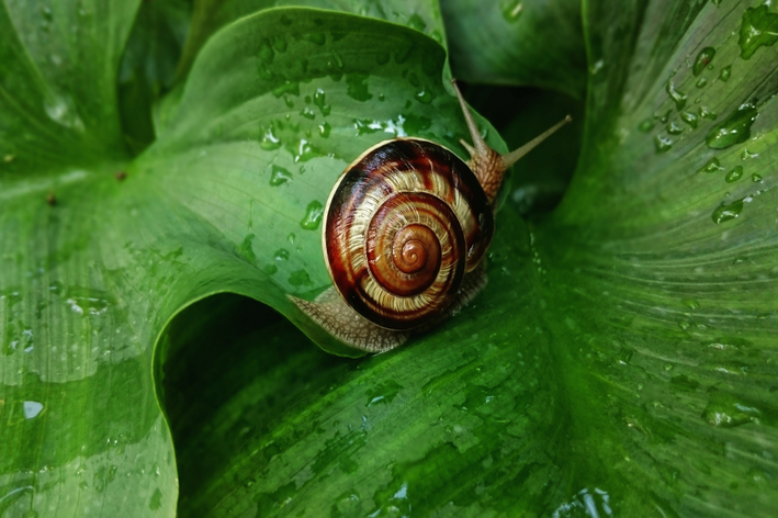 caracol