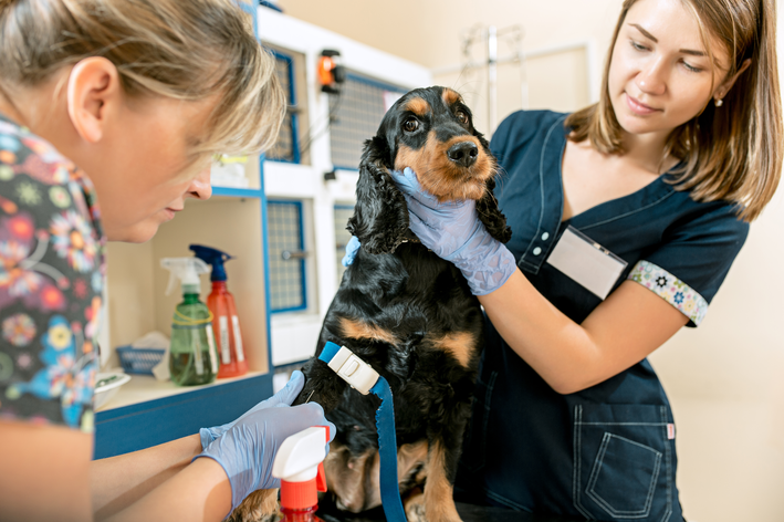 Cardiomiopatia hipertrófica em cães