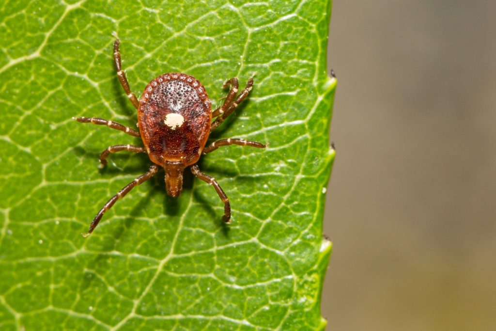 carrapato estrela