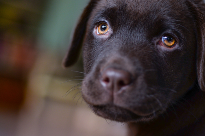 Caspa em cachorro