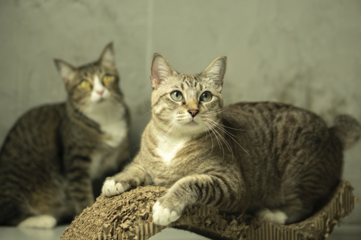 Cuide do seu felino e não deixe que a caspa em gato desenvolva.