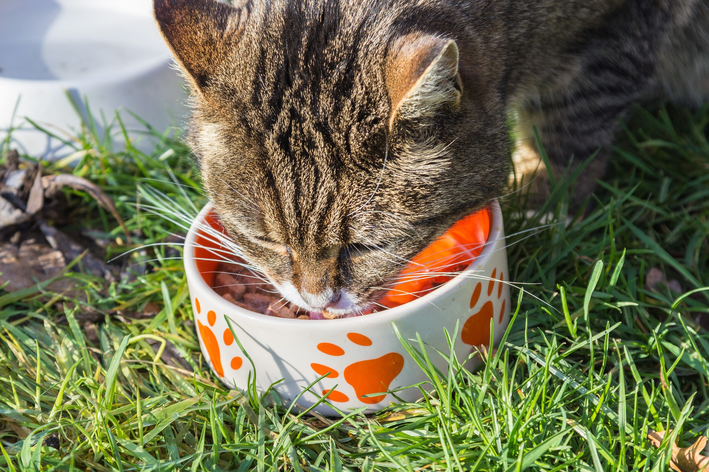 Descubra aqui se gato pode comer melancia