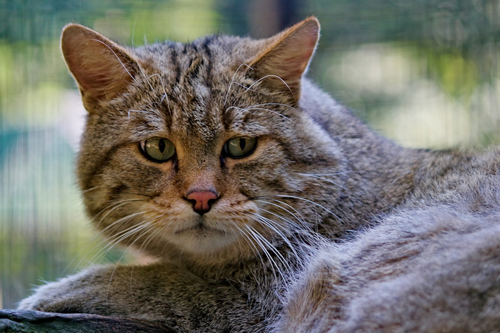 Saiba mais sobre ferida em gato