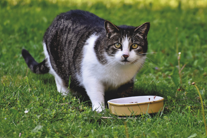 Descubra aqui se seu gato pode comer alface