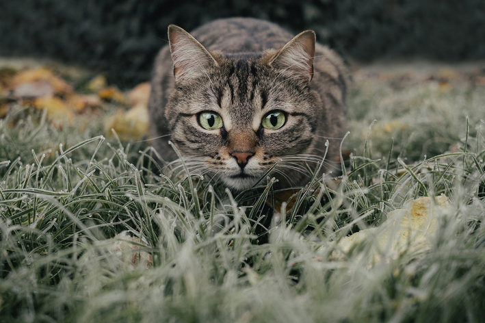 Descubra aqui se gato pode comer melancia