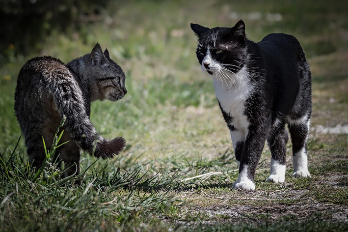 briga de gatos