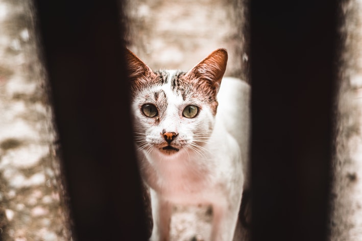 um gato no centro de zoonoses