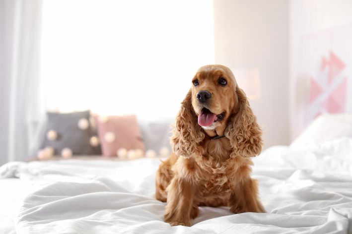 cocker spaniel