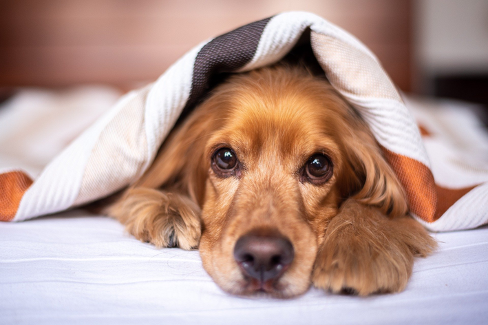 cocker spaniel