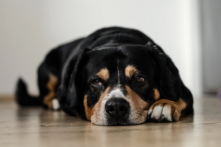 Cão triste deitado, olhando para o lado