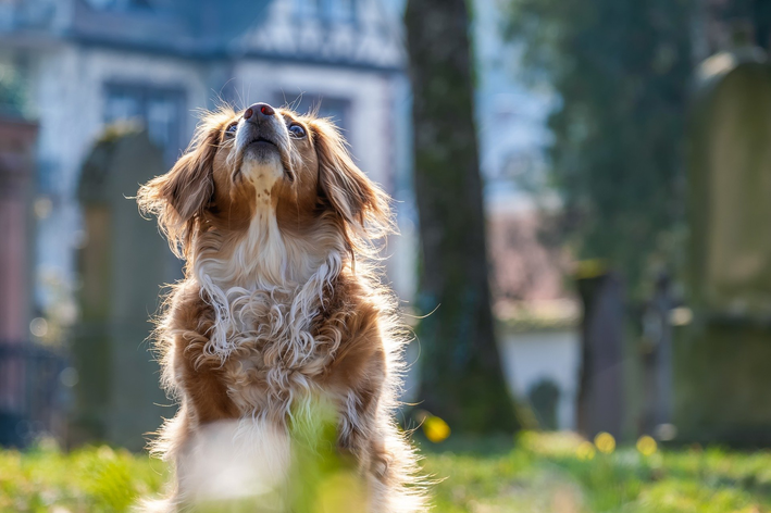 Como deixar o pelo do cachorro liso e brilhante