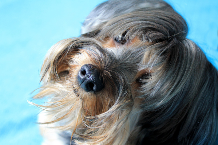 Como tirar nó de pelo de cachorro