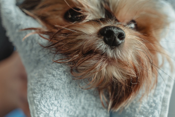 condicionador no cachorro de pelo longo