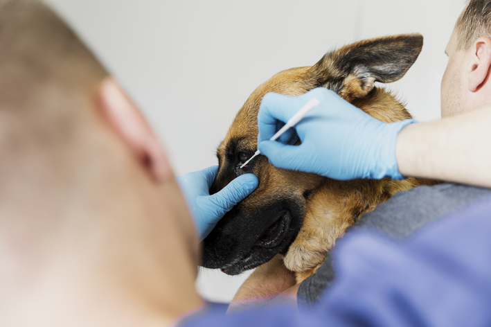 inflamação ocular em cães