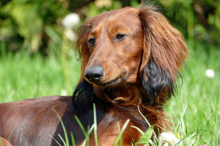 Conheça o dachshund pelo longo