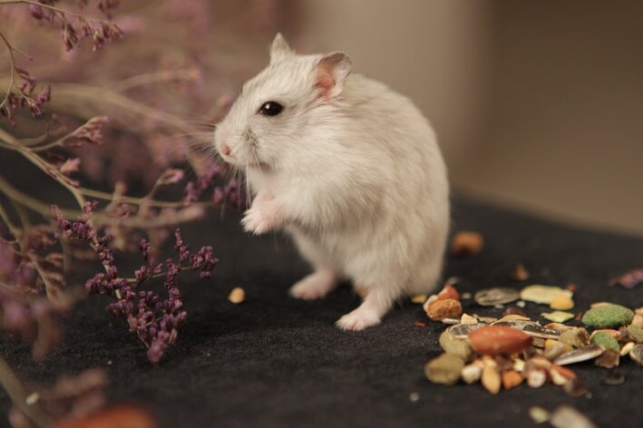 cuidados com dente de hamster