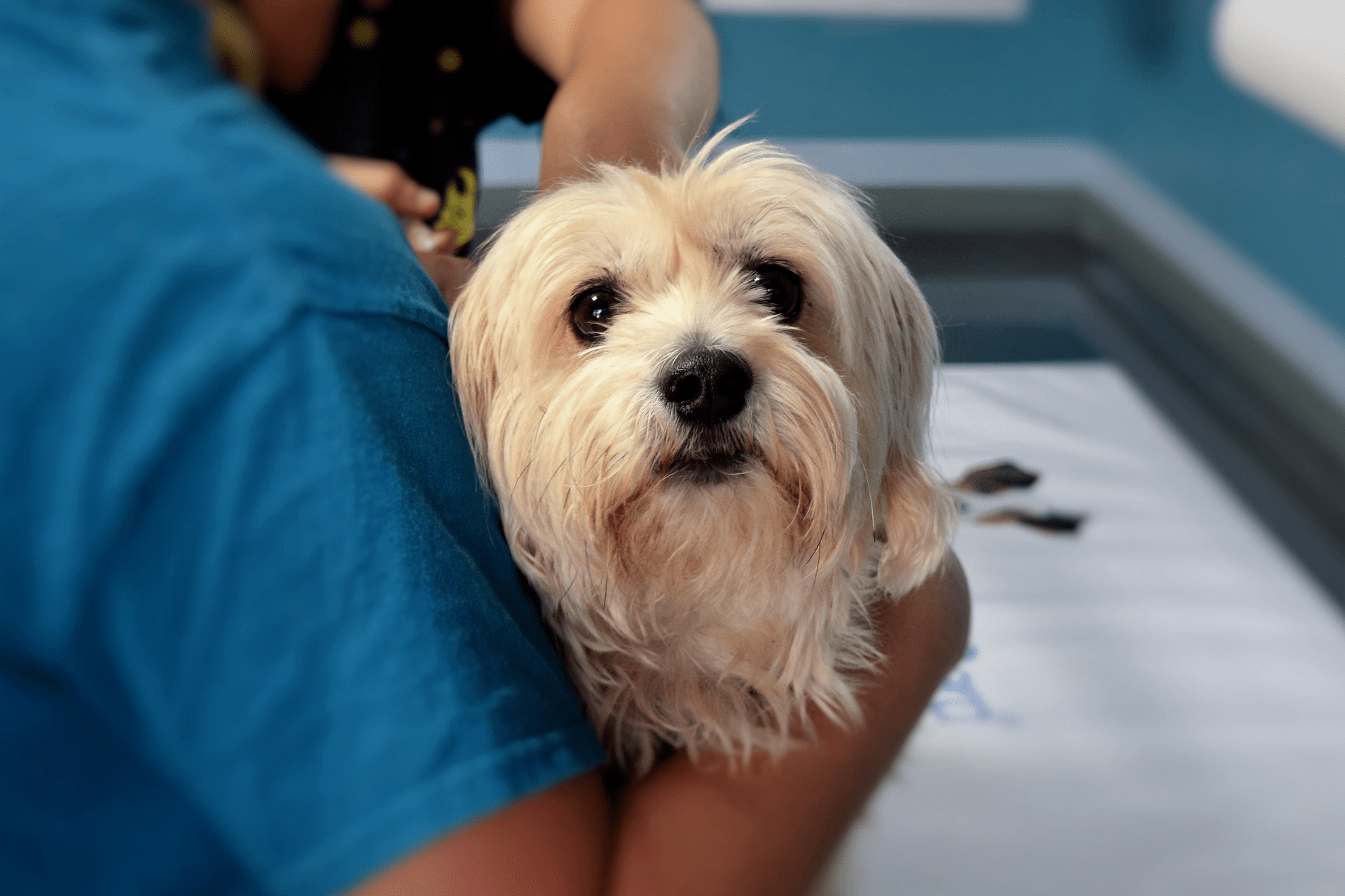 colapso de traqueia em cães