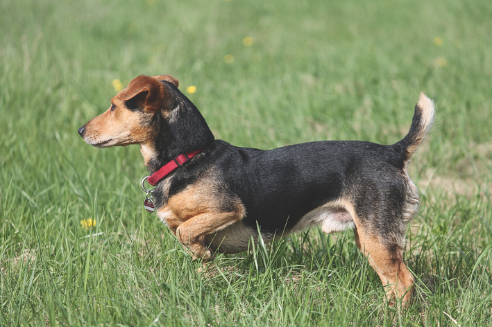 pata de cachorro