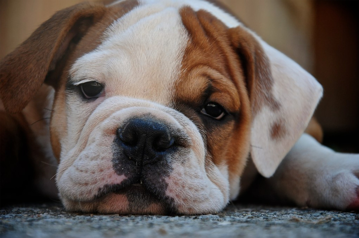 cachorro com problema no fígado