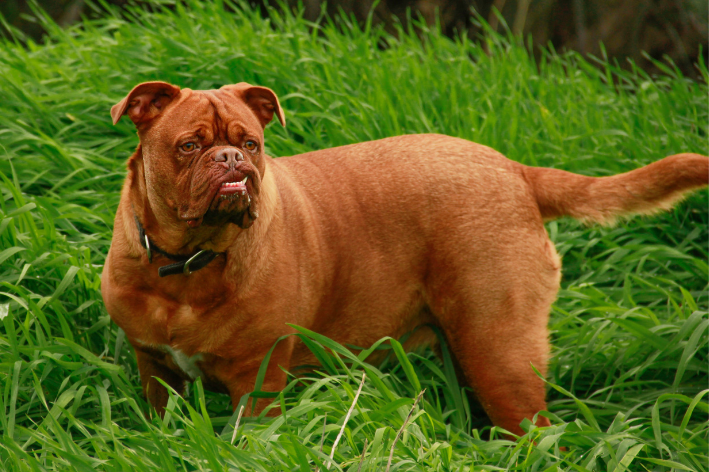 dogue de bordeaux posando para foto