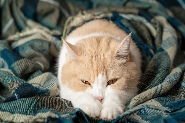 Espirro Em Felino