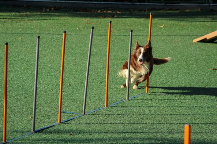 treinamento de cachorro