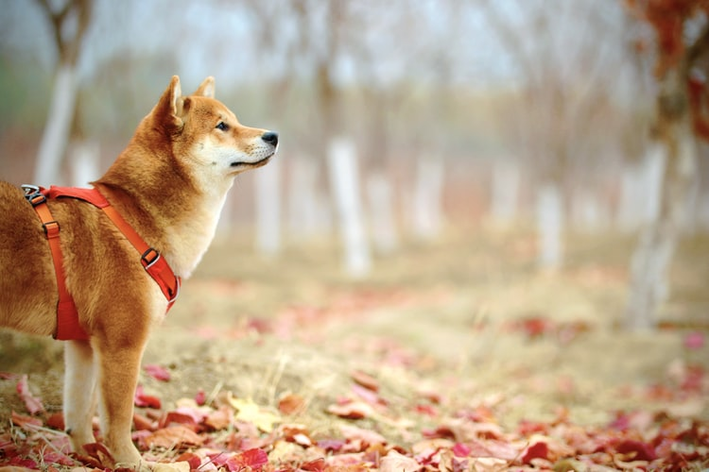 exercicio para cachorro