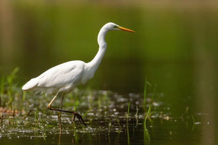 Garça branca na beira de um lago