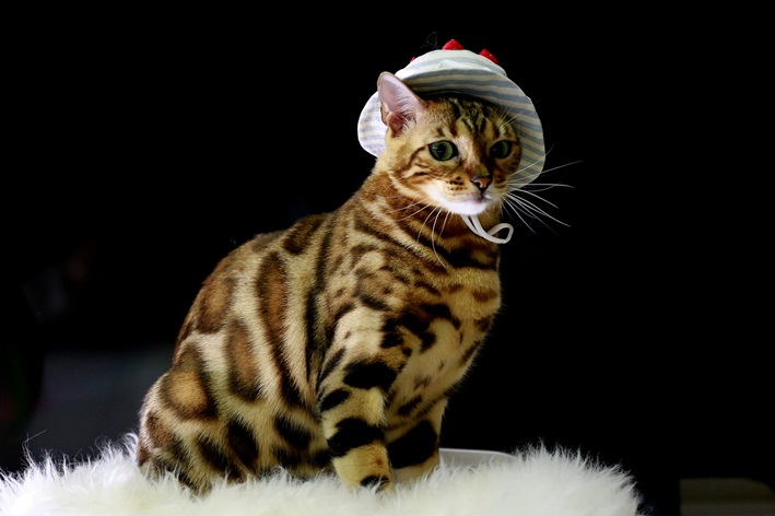 gato bengal