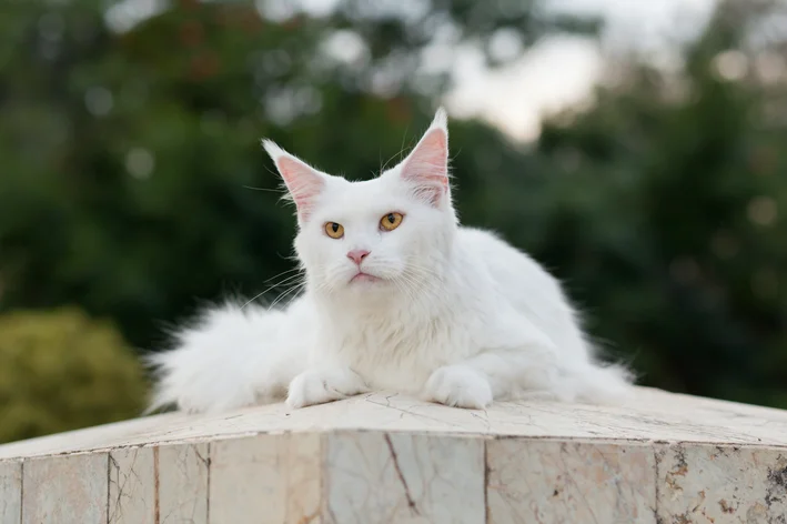 gatinho branco