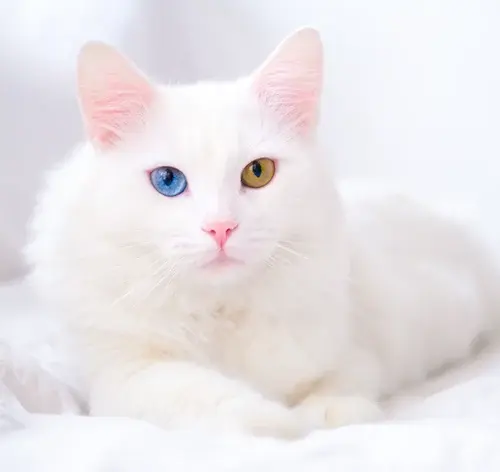 Gato branco
