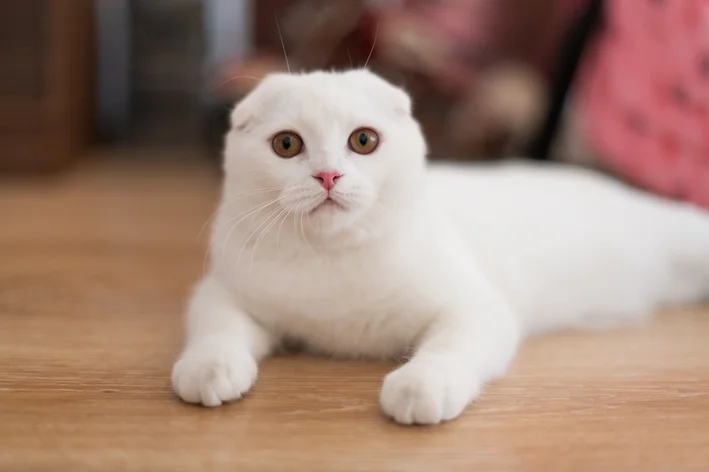 Scottish Fold branco