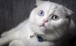 Gato com síndrome de Down? Descubra qual é a condição real