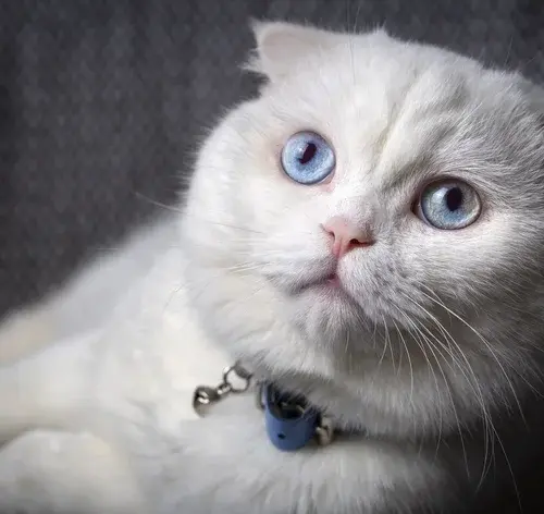 Gato com síndrome de Down? Descubra qual é a condição real