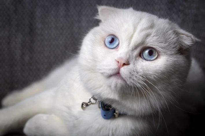 Gato com síndrome de Down? Descubra qual é a condição real
