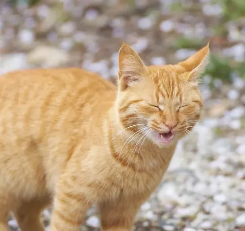 gato espirrando
