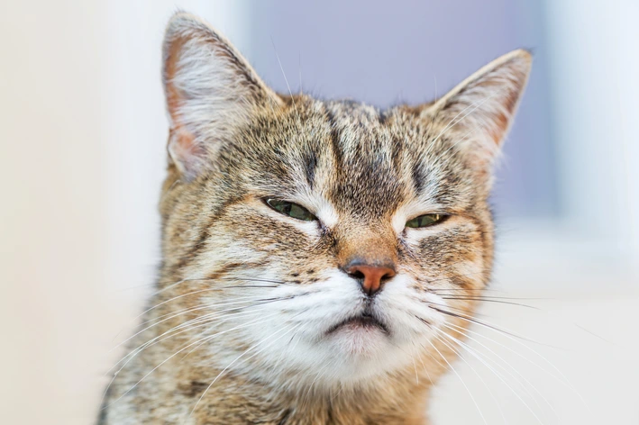 Gato Espirrando Muito