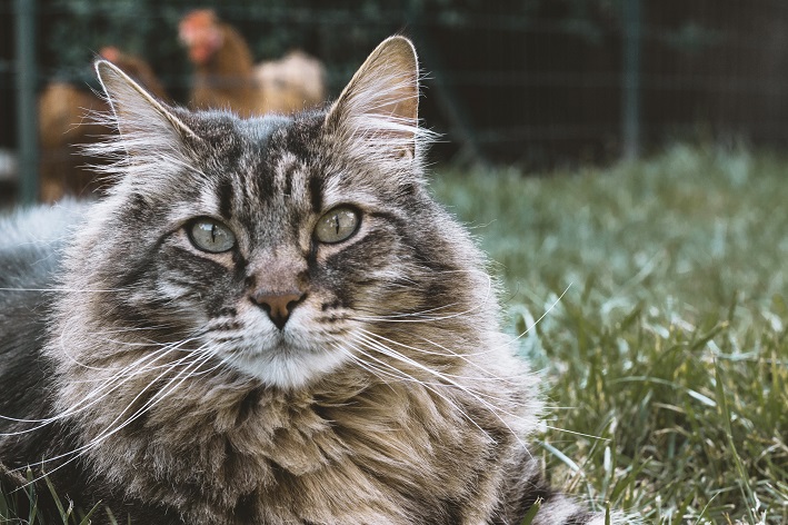 gato siberiano